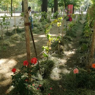 C'è una vigna ai giardini Reali, per questa vendemmia Torino gioca in casa (e punta a de-prosecchizzarsi)