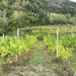 vigneti - foto di archivio