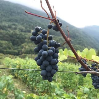 Bando da 5,8 milioni per ristrutturazione e riconversione di vigneti per la campagna 2021/2022