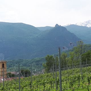 Coronavirus, Coldiretti: &quot;La Regione intervenga urgentemente per il vitivinicolo piemontese”
