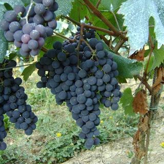 Promuovere i vini piemontesi nei paesi Extra UE: la Regione stanzia 7,5 milioni di euro per le aziende vitivinicole