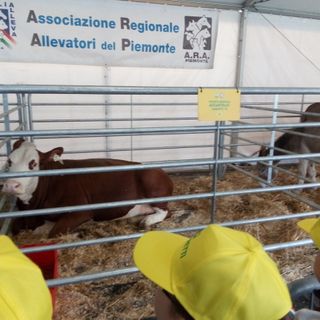 Coronavirus, Coldiretti Piemonte alza la voce: &quot;Basta fake news sulle nostre stalle”