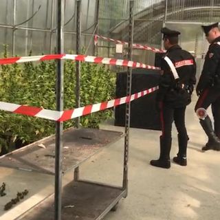 Coltivava marijuana biologica in mezzo alle piante: arrestato vivaista di Rivoli [VIDEO]
