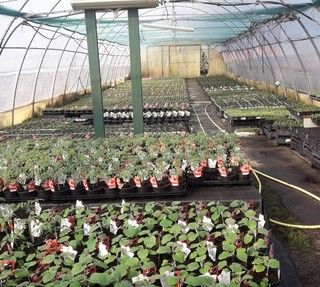 Il vivaio Regio Parco “vede” un futuro con un'area riservata al verde pubblico e spazi aperti al quartiere