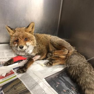 Su una volpe a Cuorgnè il primo intervento del progetto "Salviamoli insieme on the road" Su una volpe a Cuorgnè il primo intervento del progetto "Salviamoli insieme on the road"