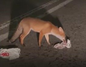 Vanchiglietta, nella notte spunta una volpe alla ricerca di cibo: le reazioni dei residenti