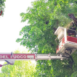 Vigili del Fuoco, rimosso un grosso ramo pericolante a Borgone