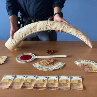 Nel magazzino della villa una zanna d'elefante, addosso banconote false: arrestato 32enne