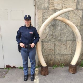 zanne elefante polizia