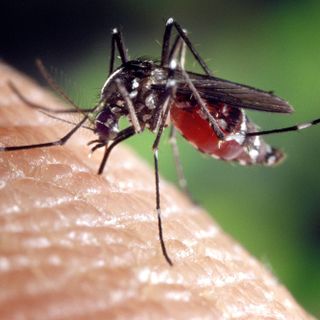 Ambrosia, processionaria e zanzara tigre: Grugliasco alza le sue difese