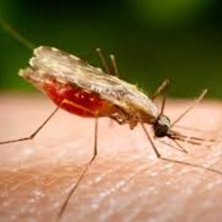 Infezione West Nile Virus da zanzare, in Piemonte 7 casi