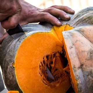 Coldiretti Piemonte: "Con zucca, fiori e agriturismo al via il ponte di Ognissanti"