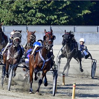 Oggi si gareggia all'ippodromo di Vinovo