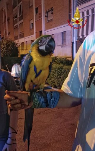 pappagallo recuperato