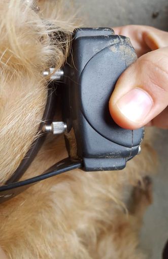Collari elettrici per “educare” il cane: due denunciati a Pinerolo Collari elettrici per “educare” il cane: due denunciati a Pinerolo