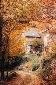 10 mila euro per il risanamento dei castagneti della Valle di Susa