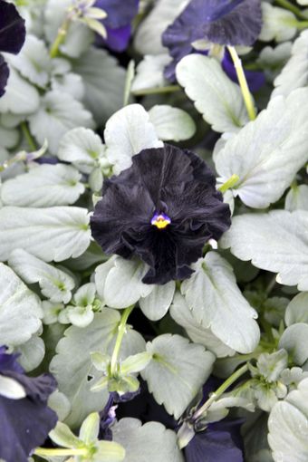 Le “100 sfumature di Viole” in mostra fino al 21 ottobre a Chieri