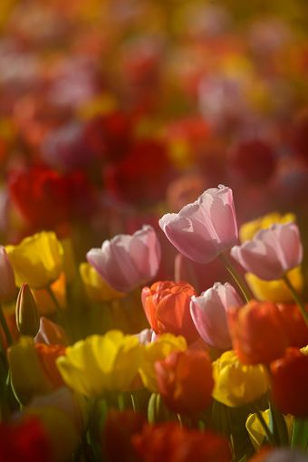 Al Castello di Pralormo, un weekend all'insegna del gusto e dell'artigianato con Messer Tulipano