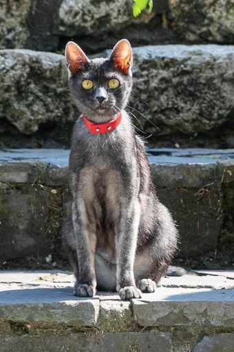 Petsfestival 2022: mica i soliti quattro gatti Petsfestival 2022: mica i soliti quattro gatti