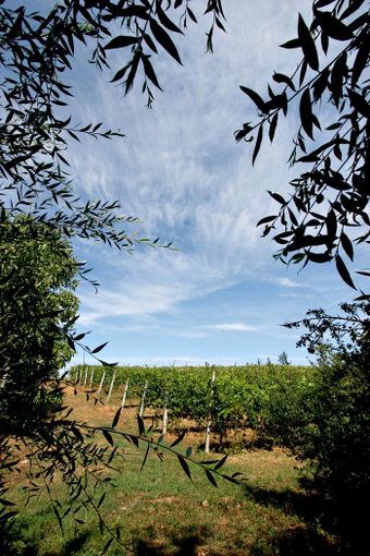 Grugliasco, due giorni dedicati a &quot;Fantastic&quot;: il progetto che porta la tecnologia dei satelliti tra le vigne