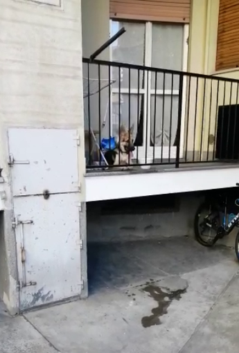La polizia municipale soccorre un cucciolo di pastore tedesco chiuso in balcone senza cibo né acqua