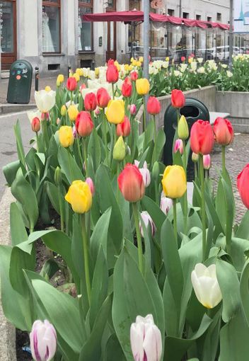 Messer Tulipano al Quadrilatero Romano: da Pralormo a piazza Emanuele Filiberto, la messa a dimora dei bulbi Messer Tulipano al Quadrilatero Romano: da Pralormo a piazza Emanuele Filiberto, la messa a dimora dei bulbi