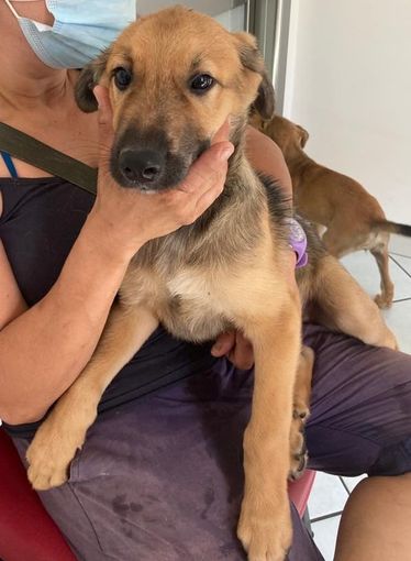 cucciolo di cane in braccio a una persona