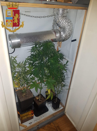 Nascondono nell'armadio una serra per la coltivazione di marijuana: arrestati due fratelli Nascondono nell'armadio una serra per la coltivazione di marijuana: arrestati due fratelli