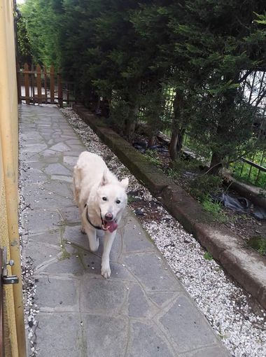 Neve alla ricerca di una nuova famiglia Neve alla ricerca di una nuova famiglia