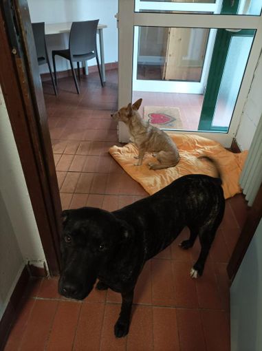 cane accucciato a terra