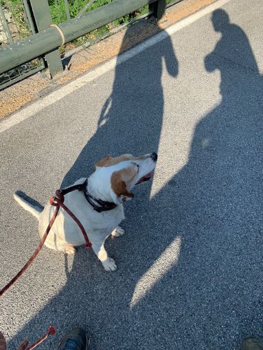 Un cane scivola nel Po, recuperato dai Vigili del fuoco