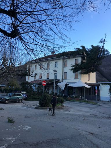 Torre Pellice: il forte vento abbatte il pino storico della stazione Torre Pellice: il forte vento abbatte il pino storico della stazione