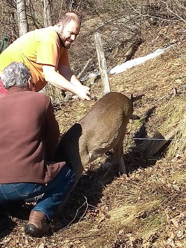 Liberazione capriolo a Perrero