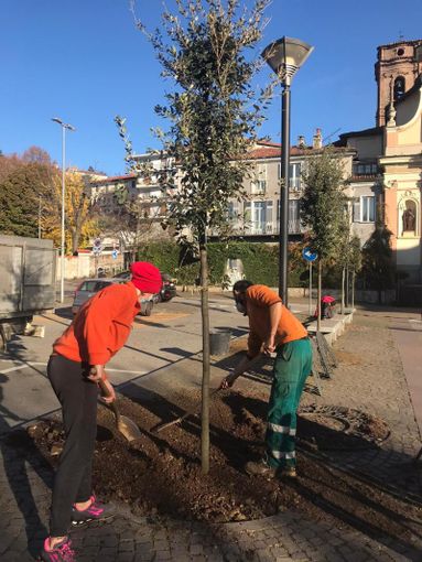 Piazza Santa Croce a Pinerolo ha 9 nuovi alberi da martedì