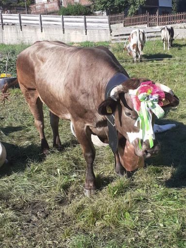 Francesca Guigas (alpeggio Grand Puy) fa il tris con Frida