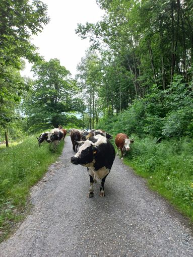 I bovini dell’azienda Melli-Gonnet sulla via dei pastori I bovini dell’azienda Melli-Gonnet sulla via dei pastori