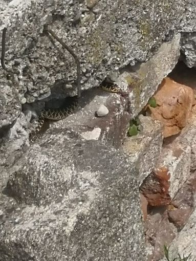 Sopralluogo serpenti Villafranca Piemonte