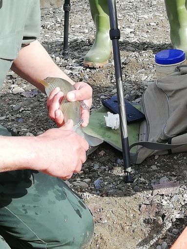 Le attività di monitoraggio del Temolo a Villafranca Piemonte