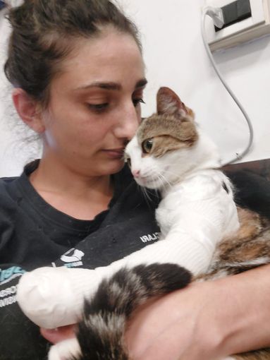 Nala, la gattina tornata a camminare