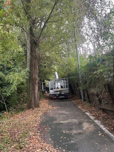 Maxi potatura per gli alberi attorno ai campi sportivi del Carrara Maxi potatura per gli alberi attorno ai campi sportivi del Carrara