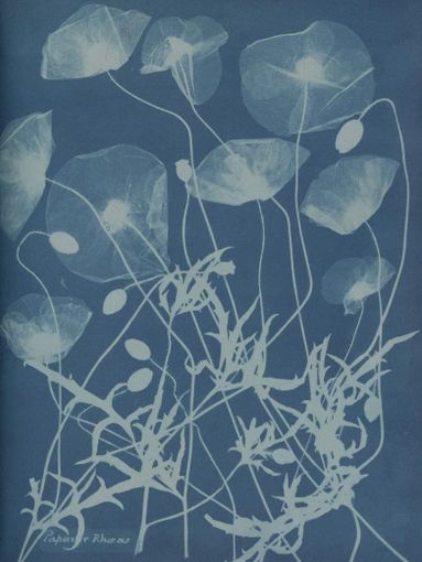 Foto di Anna Atkins Foto di Anna Atkins