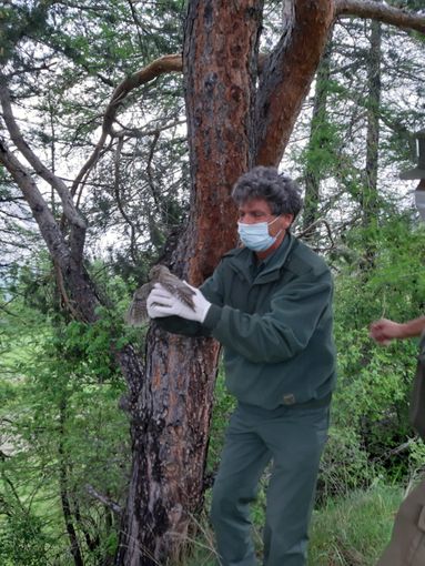 Un assiolo resta impigliato in un camino a Sauze d'Oulx: liberato