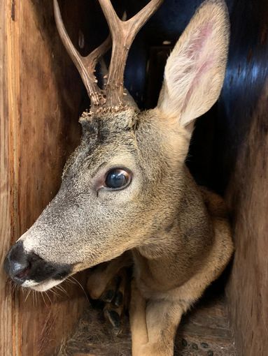 Un capriolo recuperato da un canale a Rivarolo Canavese Un capriolo recuperato da un canale a Rivarolo Canavese