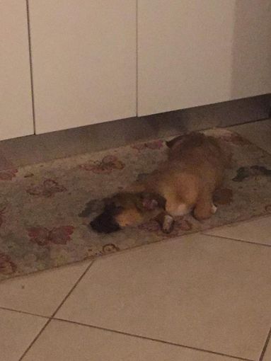 Ciro e Boss cercano casa tra Torino e provincia Ciro e Boss cercano casa tra Torino e provincia