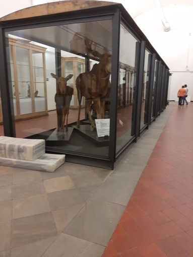 Nella primavera del 2020 riaprirà a Torino il Museo di Scienze Naturali