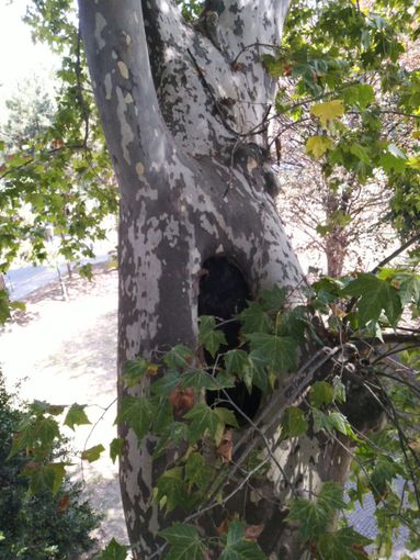 Abbattuto un platano nel giardino Guglielminetti