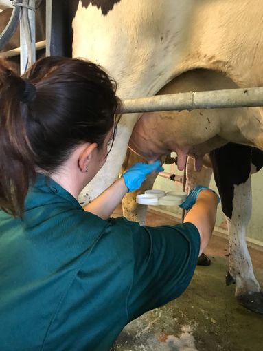 Operativa la collaborazione fra ARA Piemonte e gli allevatori liguri