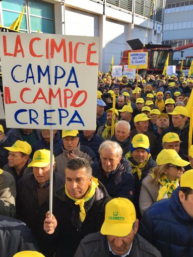 Coldiretti sulla cimice asiatica: &quot;Attivare urgentemente task force e misure di prevenzione”