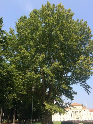 Controllata la stabilità degli alberi dei giardini Cavour, due saranno abbattuti