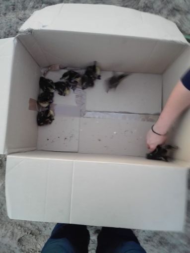 Anatra investita in piazza Baldissera a Torino: i suoi 12 anatroccoli salvati dalla municipale